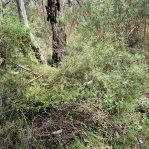 Clematis leptophylla at Majura, ACT - 5 Oct 2023 11:18 AM