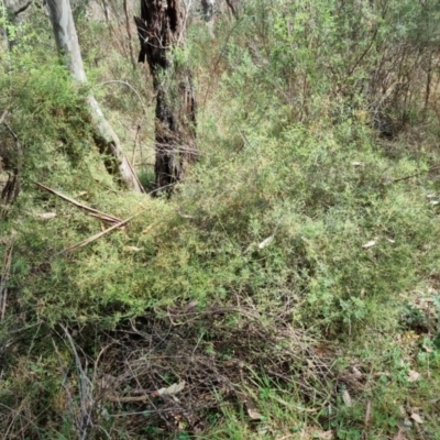 Clematis leptophylla (Small-leaf Clematis, Old Man's Beard) at Campbell Park Woodland - 5 Oct 2023 by EmilySutcliffe