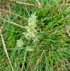 Dactylis glomerata (Cocksfoot) at Majura, ACT - 5 Oct 2023 by EmilySutcliffe