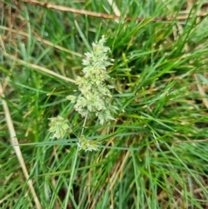 Dactylis glomerata at Majura, ACT - 5 Oct 2023