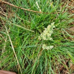 Dactylis glomerata at Majura, ACT - 5 Oct 2023