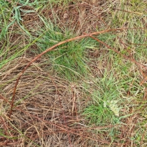 Dactylis glomerata at Majura, ACT - 5 Oct 2023