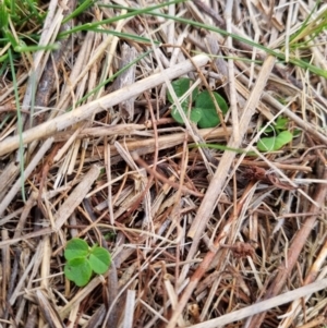 Glycine tabacina at Majura, ACT - 5 Oct 2023 03:51 PM