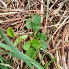 Glycine tabacina at Majura, ACT - 5 Oct 2023 03:51 PM