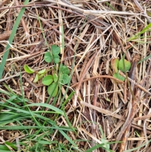 Glycine tabacina at Majura, ACT - 5 Oct 2023 03:51 PM