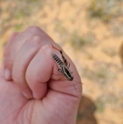 Macrotona securiformis (Inland Macrotona) at Hume, ACT - 23 Jan 2023 by EmilySutcliffe