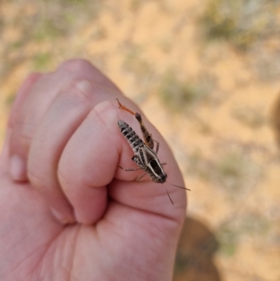 Macrotona securiformis (Inland Macrotona) at Hume, ACT - 23 Jan 2023 by EmilySutcliffe