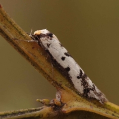 Philobota lysizona (A concealer moth) at Dryandra St Woodland - 5 Oct 2023 by ConBoekel