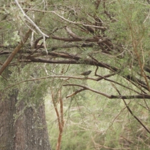 Caligavis chrysops at Berremangra, NSW - 4 Oct 2023