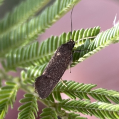 Leistomorpha brontoscopa (A concealer moth) at Mount Ainslie - 5 Oct 2023 by Hejor1