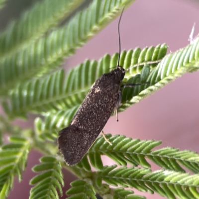 Leistomorpha brontoscopa (A concealer moth) at Mount Ainslie - 5 Oct 2023 by Hejor1