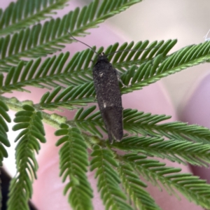 Leistomorpha brontoscopa at Campbell, ACT - 5 Oct 2023 05:23 PM