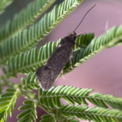 Leistomorpha brontoscopa at Campbell, ACT - 5 Oct 2023 05:23 PM