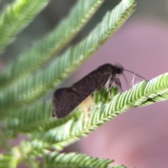 Leistomorpha brontoscopa at Campbell, ACT - 5 Oct 2023 05:23 PM