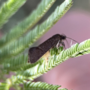 Leistomorpha brontoscopa at Campbell, ACT - 5 Oct 2023