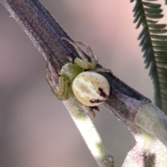 Lehtinelagia prasina (Leek-green flower spider) at Campbell, ACT - 5 Oct 2023 by Hejor1