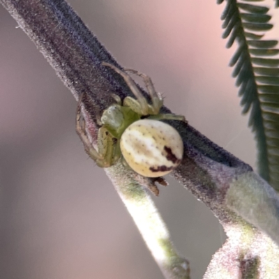 Lehtinelagia prasina (Leek-green flower spider) at Campbell, ACT - 5 Oct 2023 by Hejor1