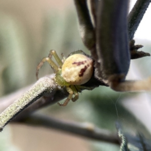 Lehtinelagia prasina at Campbell, ACT - 5 Oct 2023