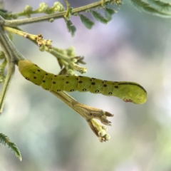 Capusa (genus) (Wedge moth) at Campbell, ACT - 5 Oct 2023 by Hejor1