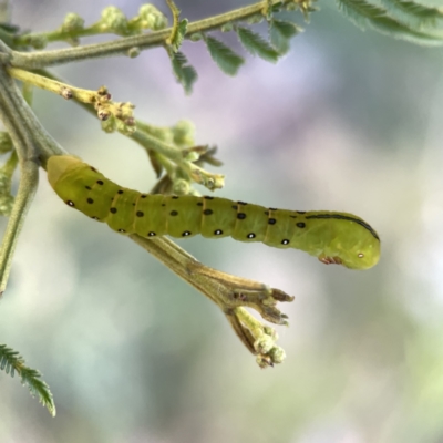 Capusa (genus) (Wedge moth) at Campbell, ACT - 5 Oct 2023 by Hejor1