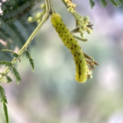 Capusa (genus) at Campbell, ACT - 5 Oct 2023 05:30 PM