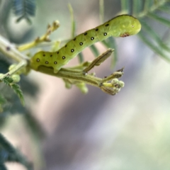 Capusa (genus) at Campbell, ACT - 5 Oct 2023