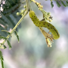 Capusa (genus) at Campbell, ACT - 5 Oct 2023