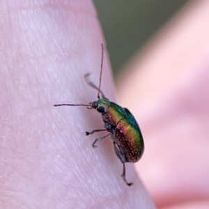 Edusella sp. (genus) at Campbell, ACT - 5 Oct 2023