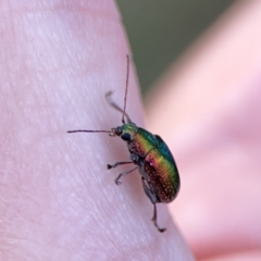 Edusella sp. (genus) (A leaf beetle) at Mount Ainslie - 5 Oct 2023 by Hejor1