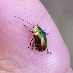 Edusella sp. (genus) at Campbell, ACT - 5 Oct 2023