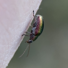 Edusella sp. (genus) at Campbell, ACT - 5 Oct 2023