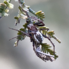 Unidentified Orb-weaving spider (several families) at Campbell, ACT - 5 Oct 2023 by Hejor1