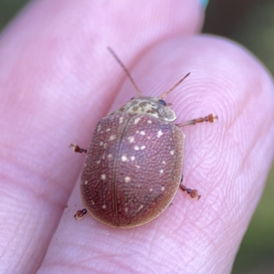 Paropsis aegrota (Eucalyptus Tortoise Beetle) at Campbell, ACT - 5 Oct 2023 by Hejor1