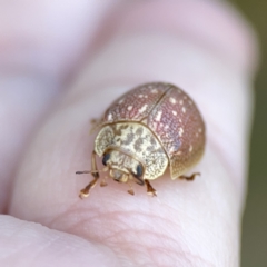 Paropsis aegrota at Campbell, ACT - 5 Oct 2023 05:38 PM