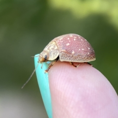 Paropsis aegrota at Campbell, ACT - 5 Oct 2023