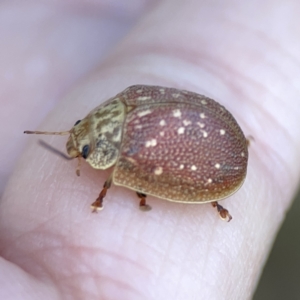 Paropsis aegrota at Campbell, ACT - 5 Oct 2023 05:38 PM