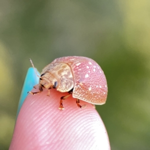 Paropsis aegrota at Campbell, ACT - 5 Oct 2023 05:38 PM