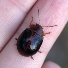 Dicranosterna immaculata (Acacia leaf beetle) at Campbell, ACT - 5 Oct 2023 by Hejor1