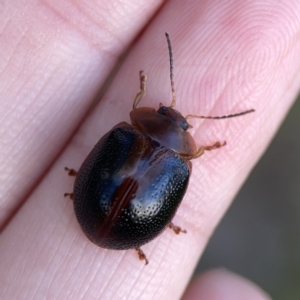 Dicranosterna immaculata at Campbell, ACT - 5 Oct 2023 05:42 PM