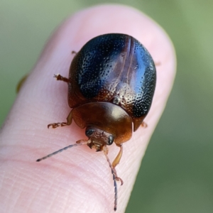 Dicranosterna immaculata at Campbell, ACT - 5 Oct 2023 05:42 PM