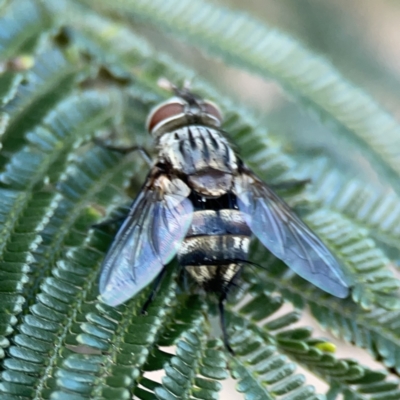 Exorista sp. (genus) (A Bristle Fly) at Campbell, ACT - 5 Oct 2023 by Hejor1