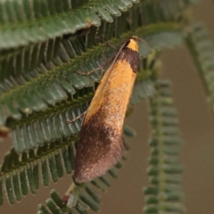 Delexocha ochrocausta (A concealer moth) at Dryandra St Woodland - 5 Oct 2023 by ConBoekel