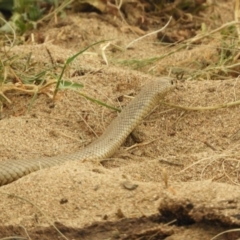 Pseudonaja textilis (Eastern Brown Snake) at Berremangra, NSW - 3 Oct 2023 by SimoneC