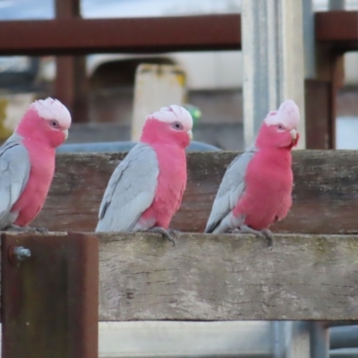 Eolophus roseicapilla (Galah) at QPRC LGA - 5 Oct 2023 by MatthewFrawley