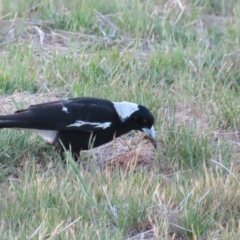 Gymnorhina tibicen (Australian Magpie) at QPRC LGA - 5 Oct 2023 by MatthewFrawley