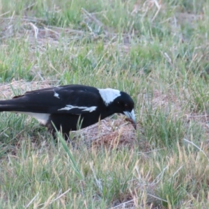 Gymnorhina tibicen at Braidwood, NSW - 5 Oct 2023 06:56 PM