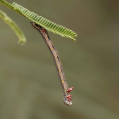 Chlenias (genus) (A looper moth) at Dryandra St Woodland - 5 Oct 2023 by ConBoekel