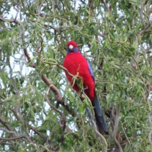 Platycercus elegans at Braidwood, NSW - 5 Oct 2023 07:00 PM