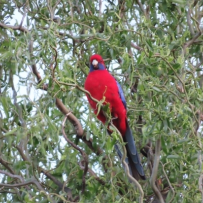 Platycercus elegans (Crimson Rosella) at QPRC LGA - 5 Oct 2023 by MatthewFrawley