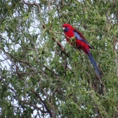 Platycercus elegans at Braidwood, NSW - 5 Oct 2023 07:00 PM